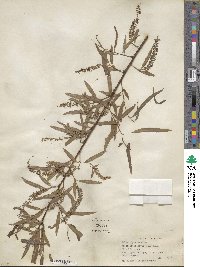 Salix nigra image