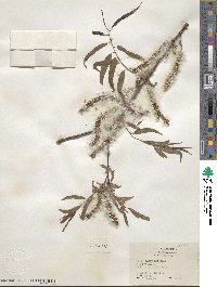 Salix nigra image