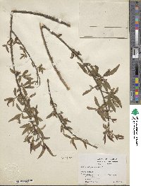 Salix nigra image