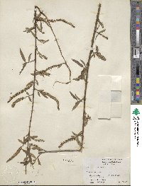 Salix nigra image