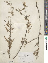 Salix nigra image