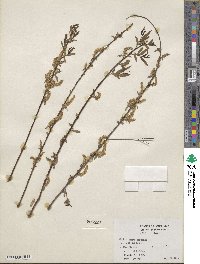 Salix nigra image