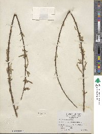 Salix nigra image