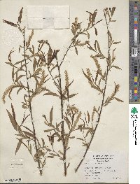 Salix nigra image