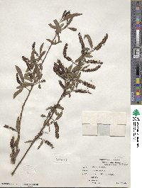 Salix nigra image