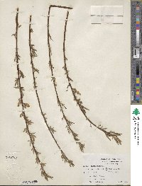 Salix nigra image