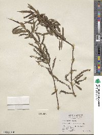 Salix nigra image