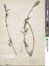 Salix nigra image