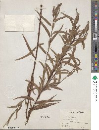 Salix nigra image