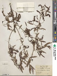 Salix nigra image