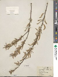 Salix nigra image