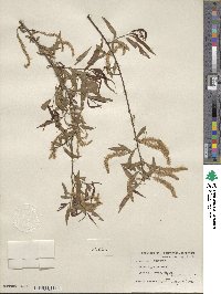 Salix nigra image