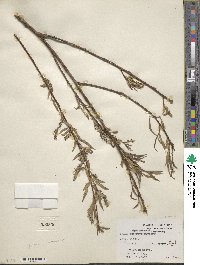 Salix nigra image