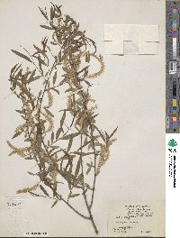 Salix nigra image