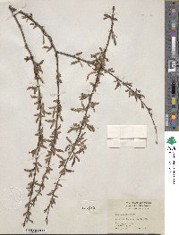 Salix nigra image