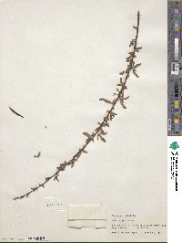 Salix nigra image