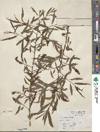 Salix nigra image