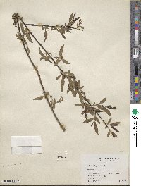 Salix nigra image