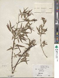 Salix nigra image