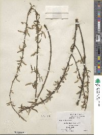 Salix nigra image