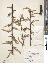 Salix nigra image