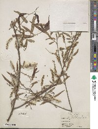 Salix nigra image