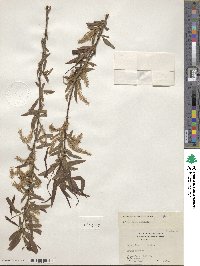 Salix nigra image