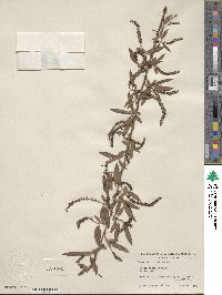 Salix nigra image