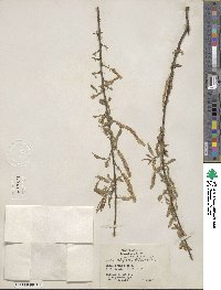 Salix nigra image