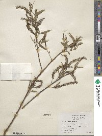 Salix nigra image