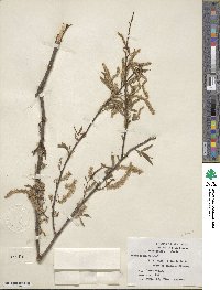 Salix nigra image