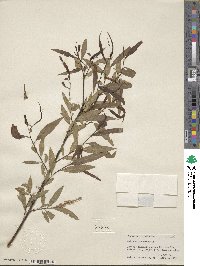 Salix nigra image