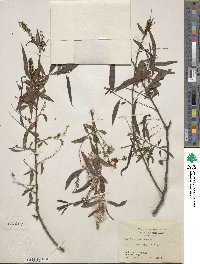 Salix nigra image