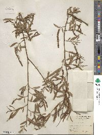 Salix nigra image