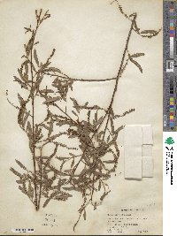 Salix nigra image