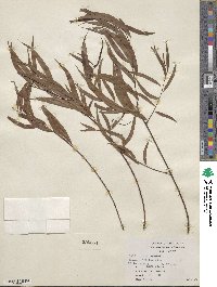 Salix nigra image