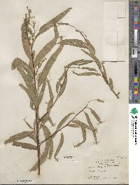 Salix nigra image