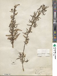 Salix nigra image