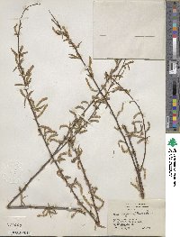 Salix nigra image