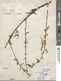 Salix nigra image