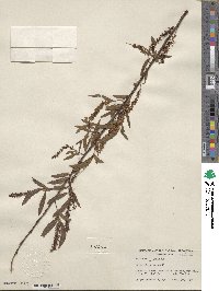 Salix nigra image