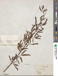 Salix nigra image