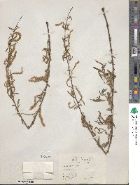 Salix nigra image