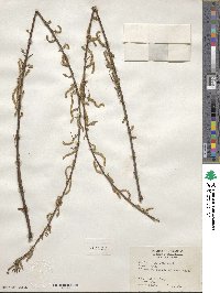 Salix nigra image