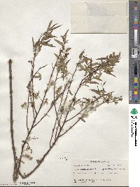 Salix nigra image