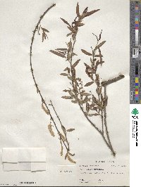 Salix nigra image