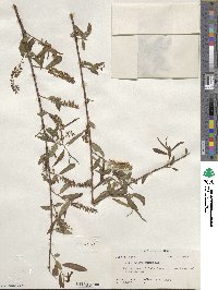 Salix nigra image