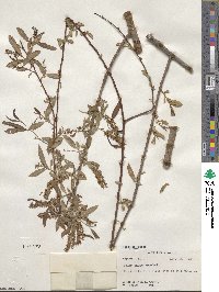 Salix nigra image