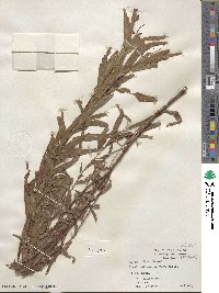 Salix nigra image