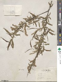 Salix nigra image